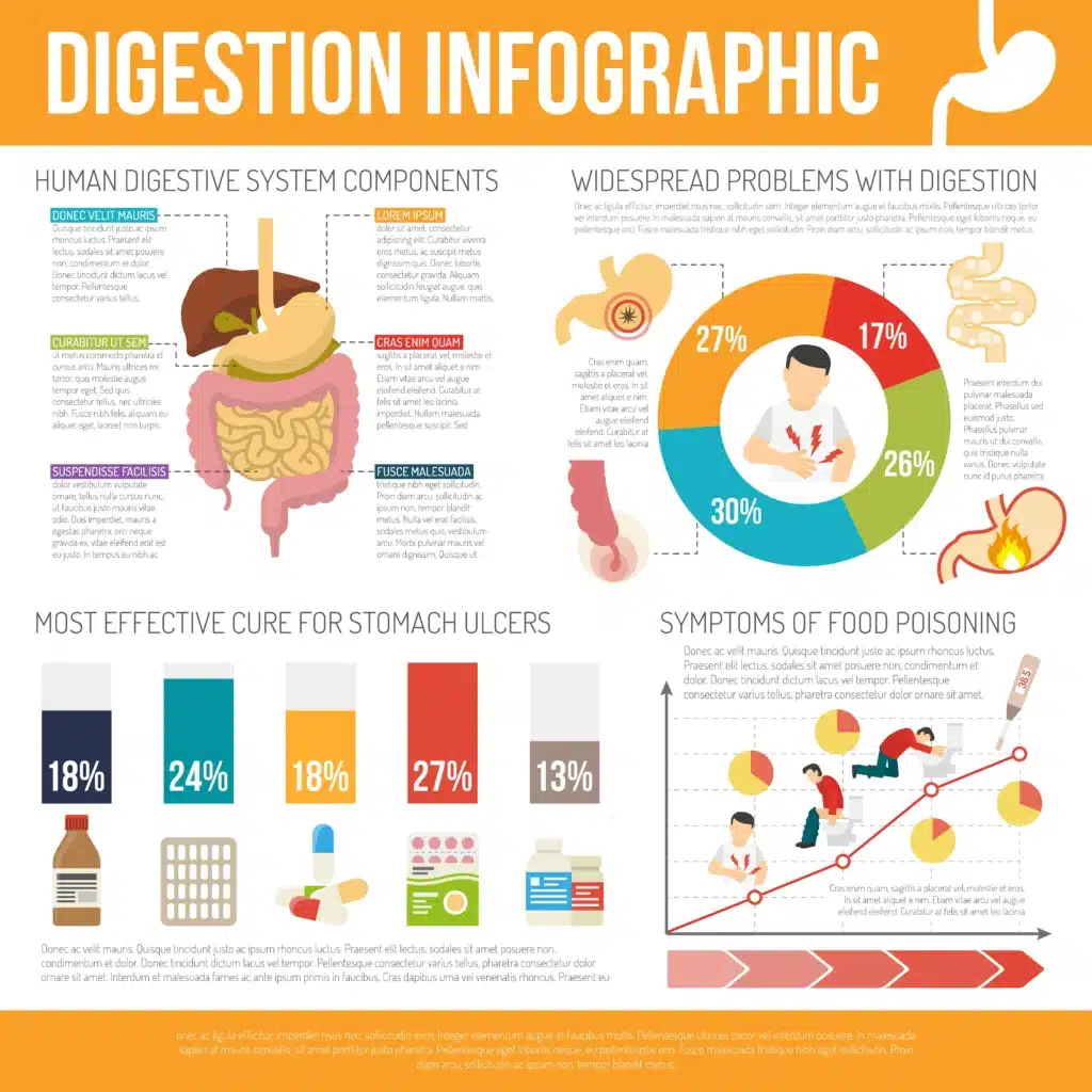 infographie montant le système digestif
